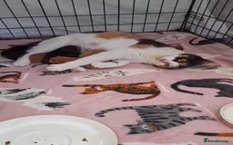 Mixed Breed cats for sale: Male tuxedo kitten - Image 4