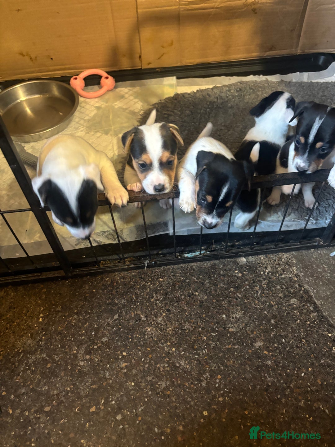 Jack Russell dogs for sale: Beautiful Jack Russell’s  - Image 3