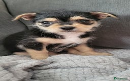 Mixed Breed dogs for sale: Jack russel cross pomeranian puppies  - Image 6