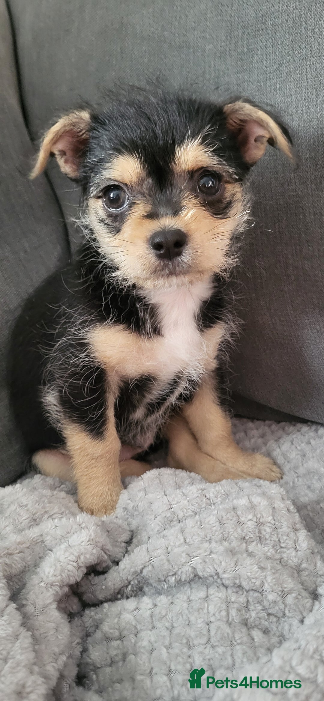 Mixed Breed dogs for sale: Jack russel cross pomeranian puppies  - Image 6