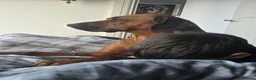 Rhodesian Ridgeback dogs for sale: Betsy rhodesian ridgeback  in Bridport - Advert 4