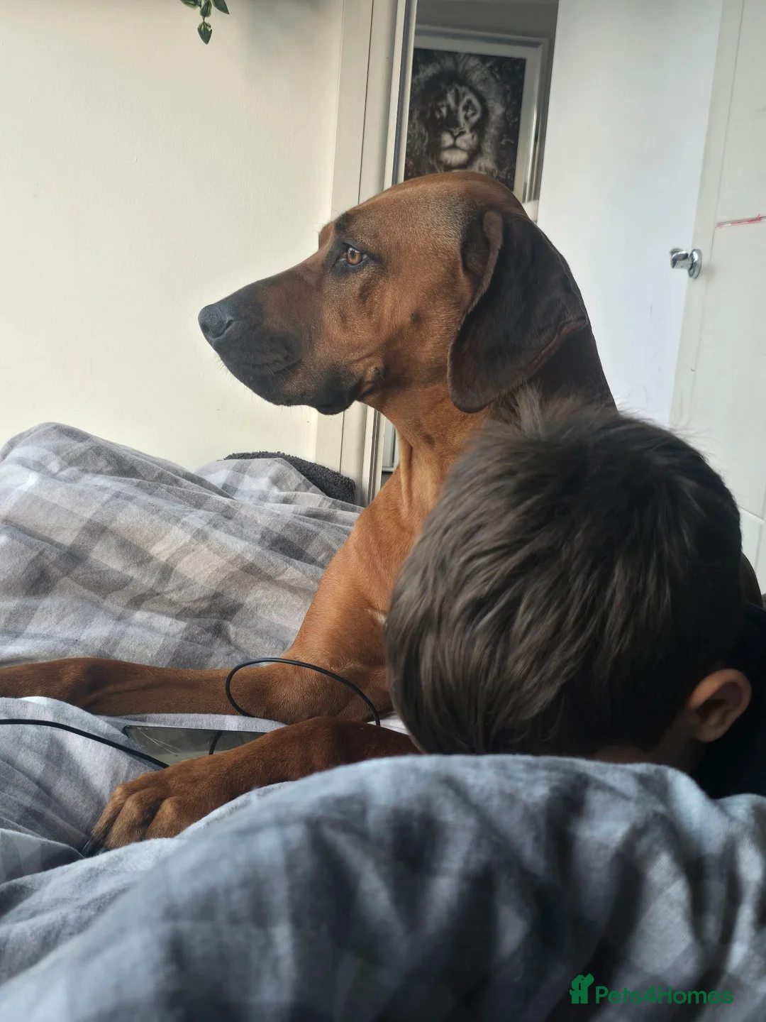 Rhodesian Ridgeback dogs for sale: Betsy rhodesian ridgeback  in Bridport - Advert 4
