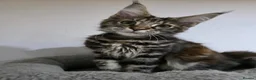 Maine Coon cats for sale: TICA Maine Coon Kittens | Russian Bloodlines - Advert 22