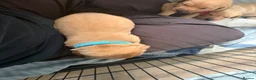 Labrador Retriever dogs for sale: Labrador Retriever Puppies 🐾 in Diss - Advert 10