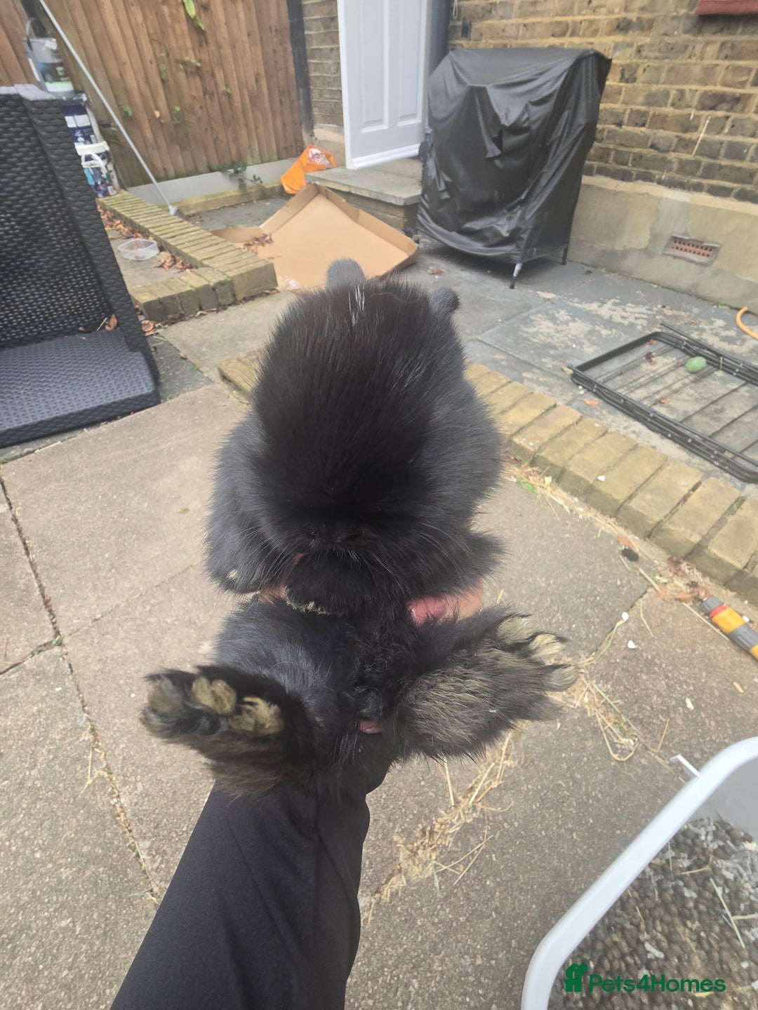 Mini Lop rabbits for sale: Mini lop rabbits  - Image 3