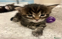 Maine Coon cats for sale: GCCF reg Maine Coon Kittens Stunning Tabby litter - Image 24