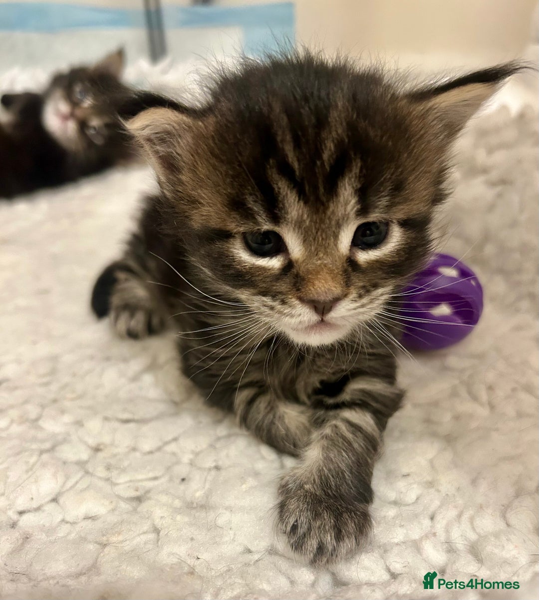 Maine Coon cats for sale: GCCF reg Maine Coon Kittens Stunning Tabby litter - Image 24