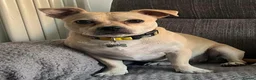Mixed Breed dogs for adoption: Cute Jamala needs a new home! - Advert 3