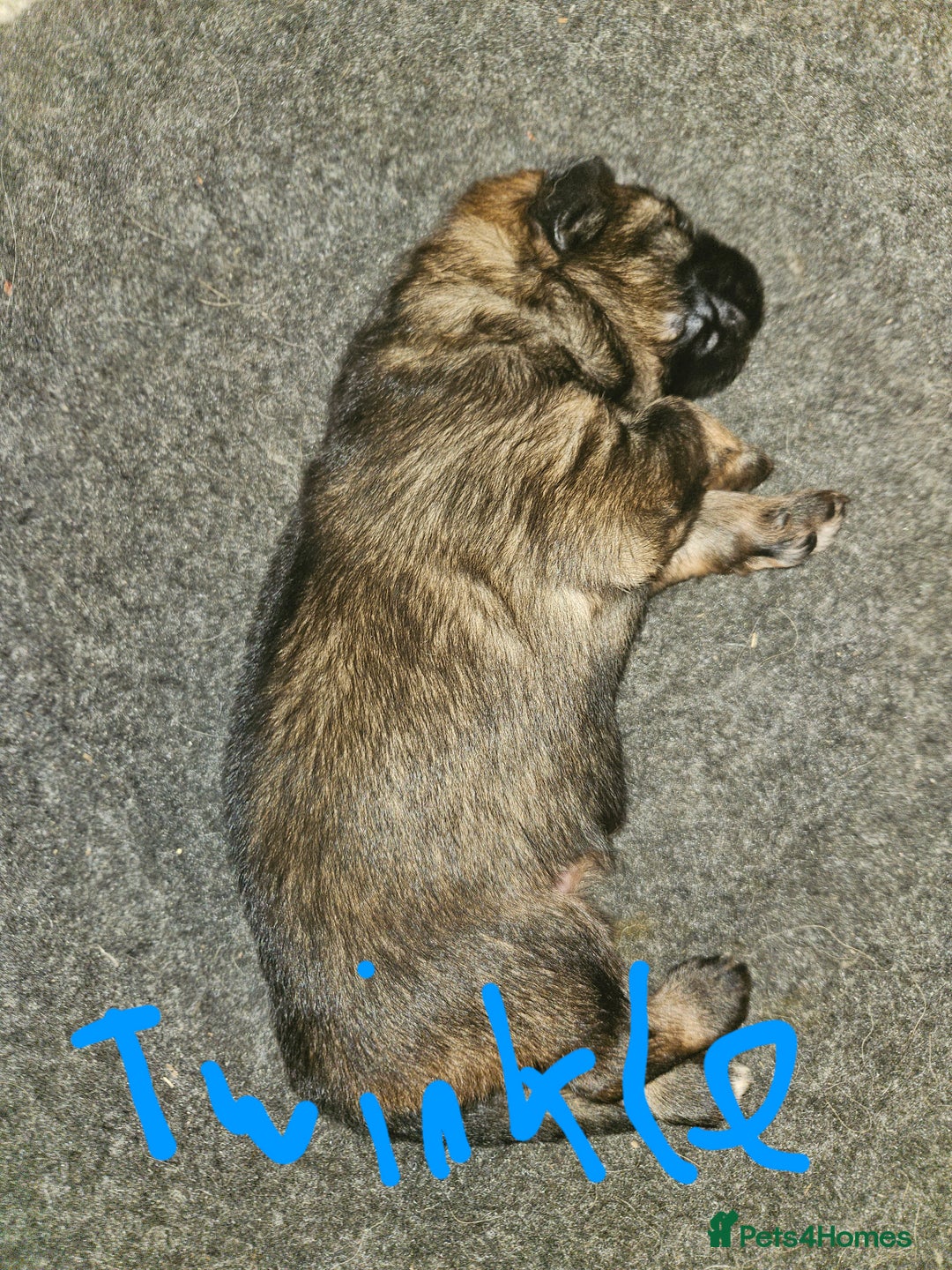 German Shepherd dogs for sale: 5 gorgeous german shepherd puppies for sale  - Advert 7