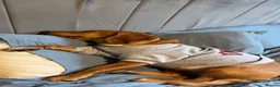 Bocker dogs for sale: Ginger the bocker - Advert 9