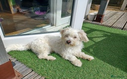Mixed Breed dogs for adoption: Madalina  - Image 1