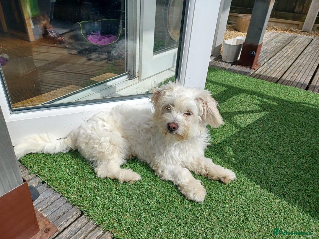 Mixed Breed dogs for adoption: Madalina  - Image 1