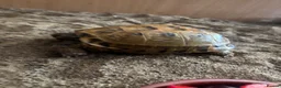 Tortoise reptiles for sale: Horsefield Tortoises Breeding Pair - Advert 11
