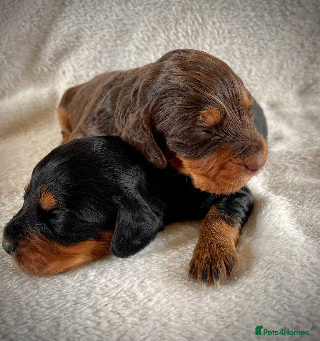 Cocker Spaniel dogs for stud: Small Health Tested KC liver and tan Cocker Stud in Harrogate - Advert 10