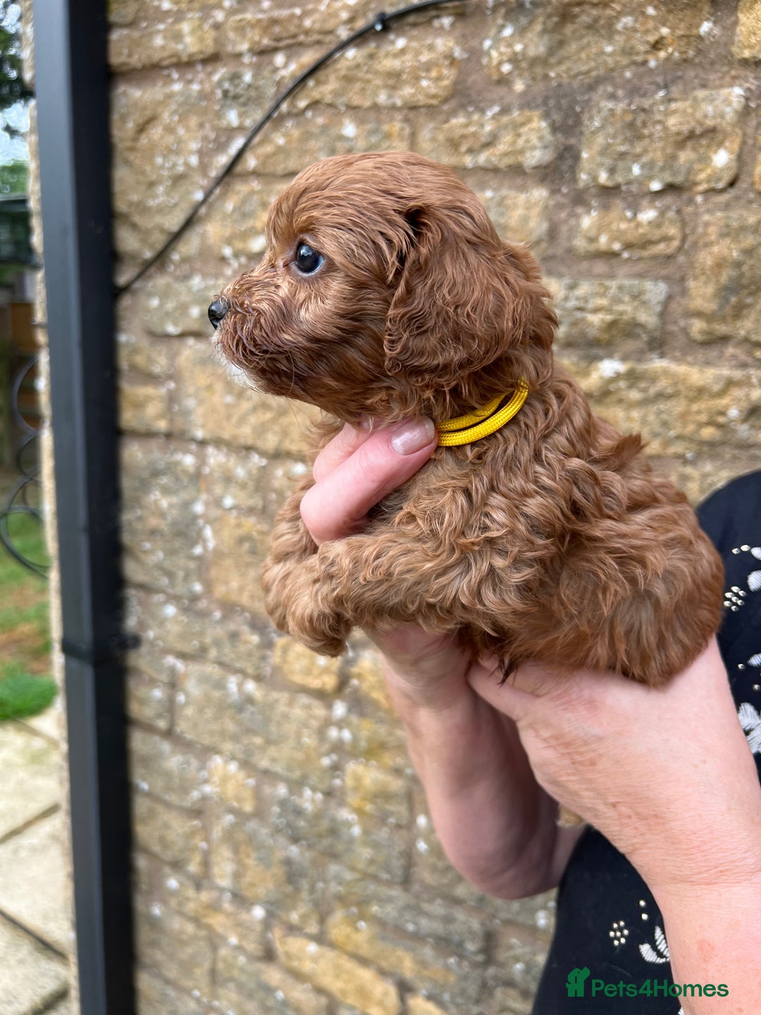 Cavapoo dogs for sale: Cavapoos puppies  - Image 8