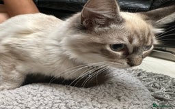 Ragdoll cats for sale: Ragdoll Lynx Blue point male - Image 6