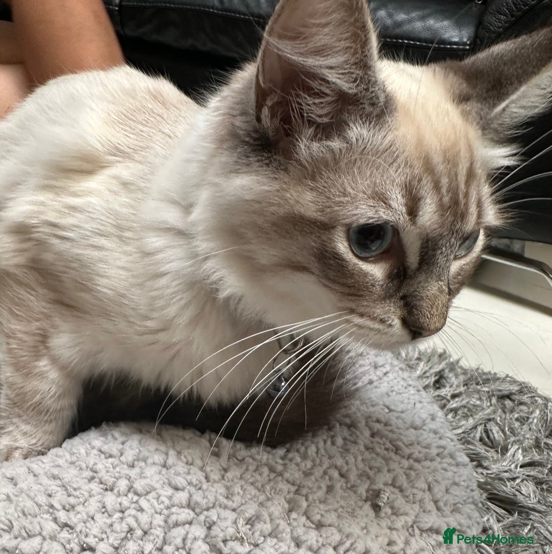 Ragdoll cats for sale: Ragdoll Lynx Blue point male - Image 6