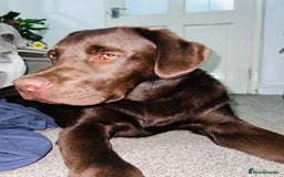 Labrador Retriever dogs for sale: Pet for sale  - Image 3