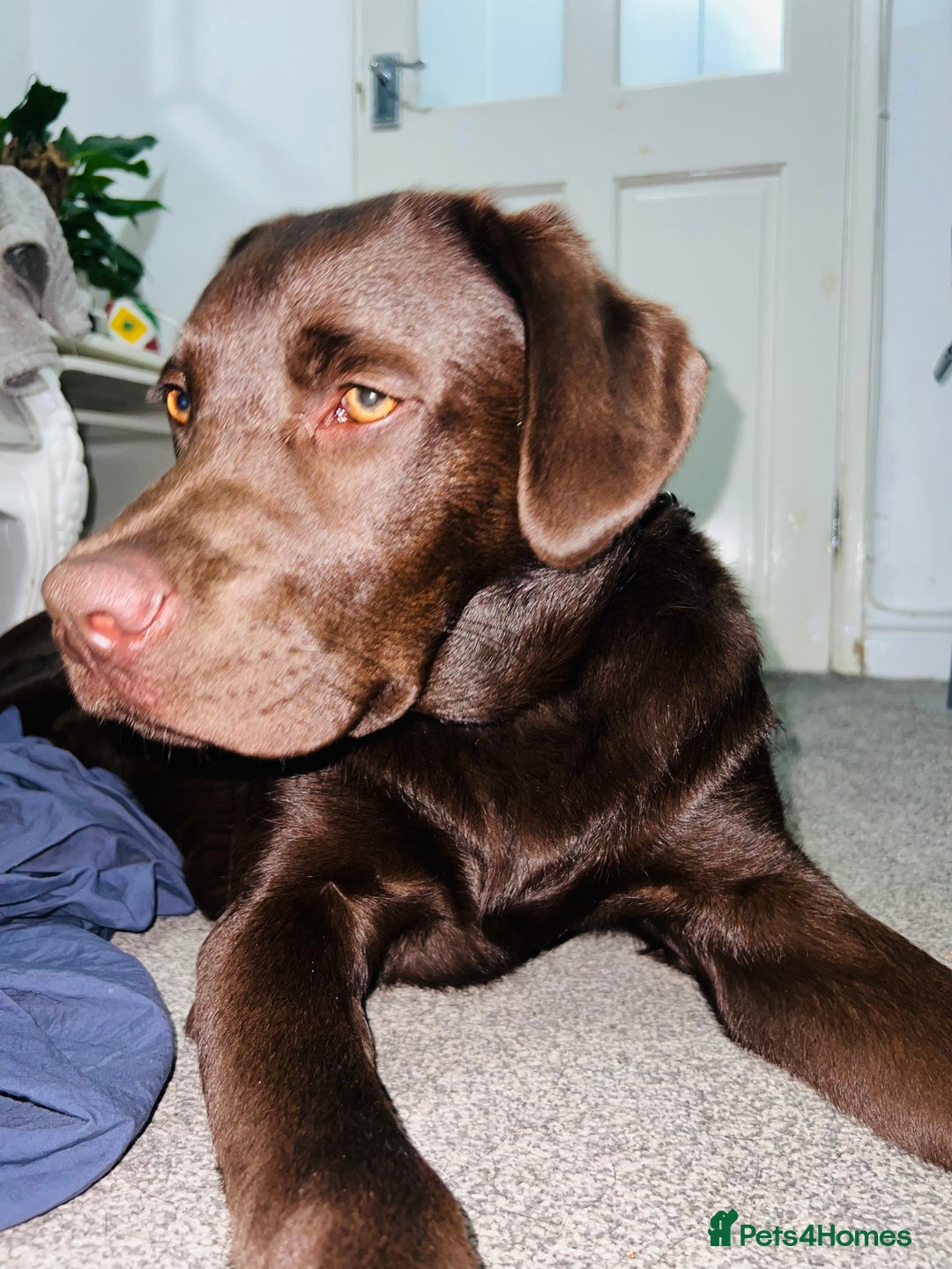 Labrador Retriever dogs for sale: Pet for sale  - Image 3