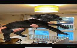 Cane Corso dogs for sale: 9 beautiful cane corso pups for sale - Image 8