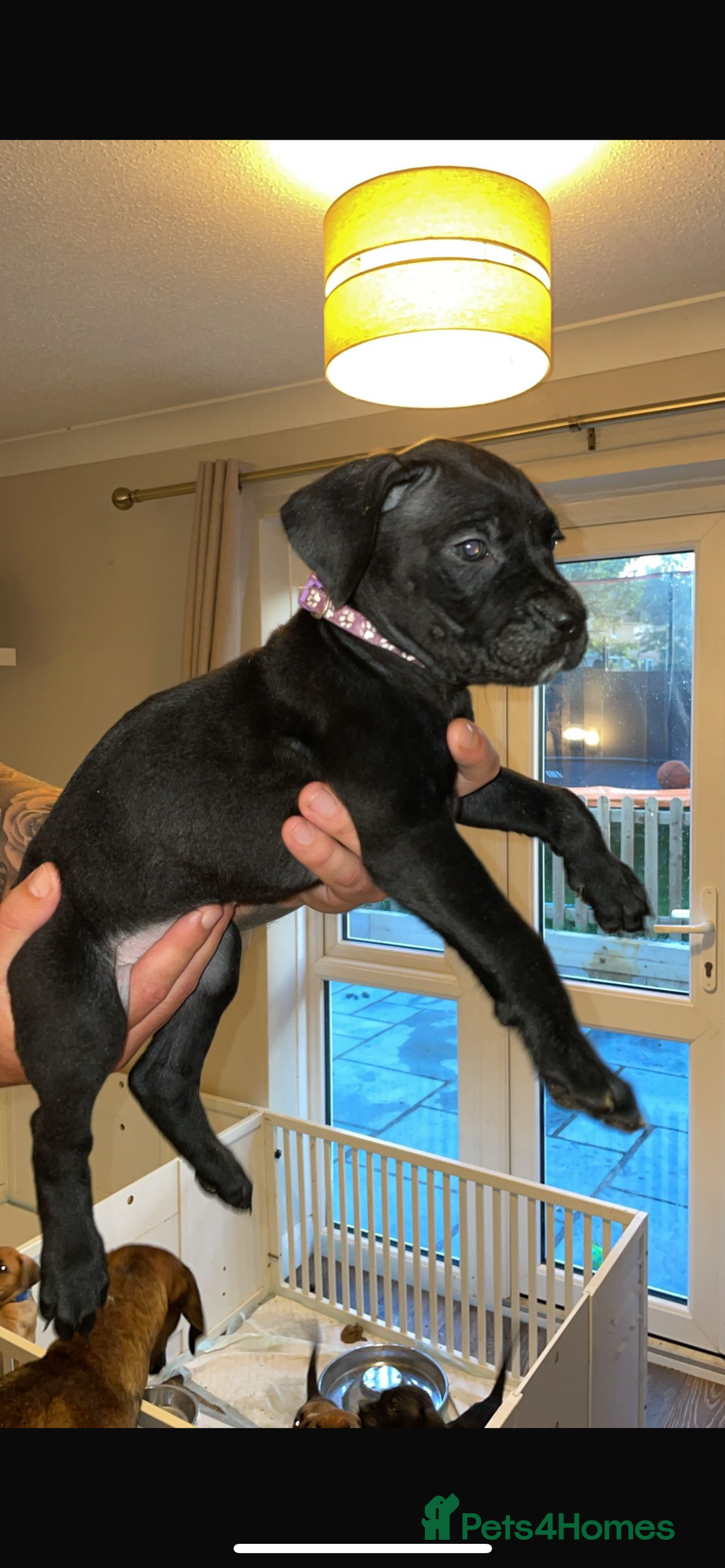 Cane Corso dogs for sale: 9 beautiful cane corso pups for sale - Image 8