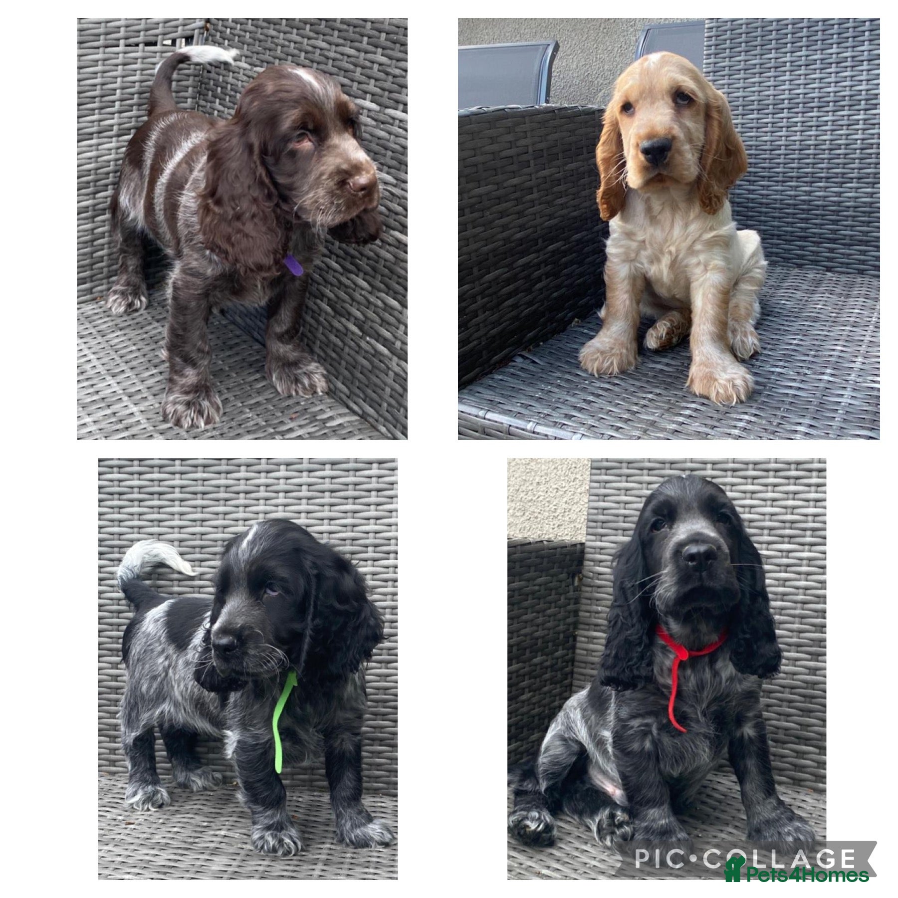 Cocker Spaniel dogs KC registered Cocker Spaniel Pups DNA tested - Advert 1