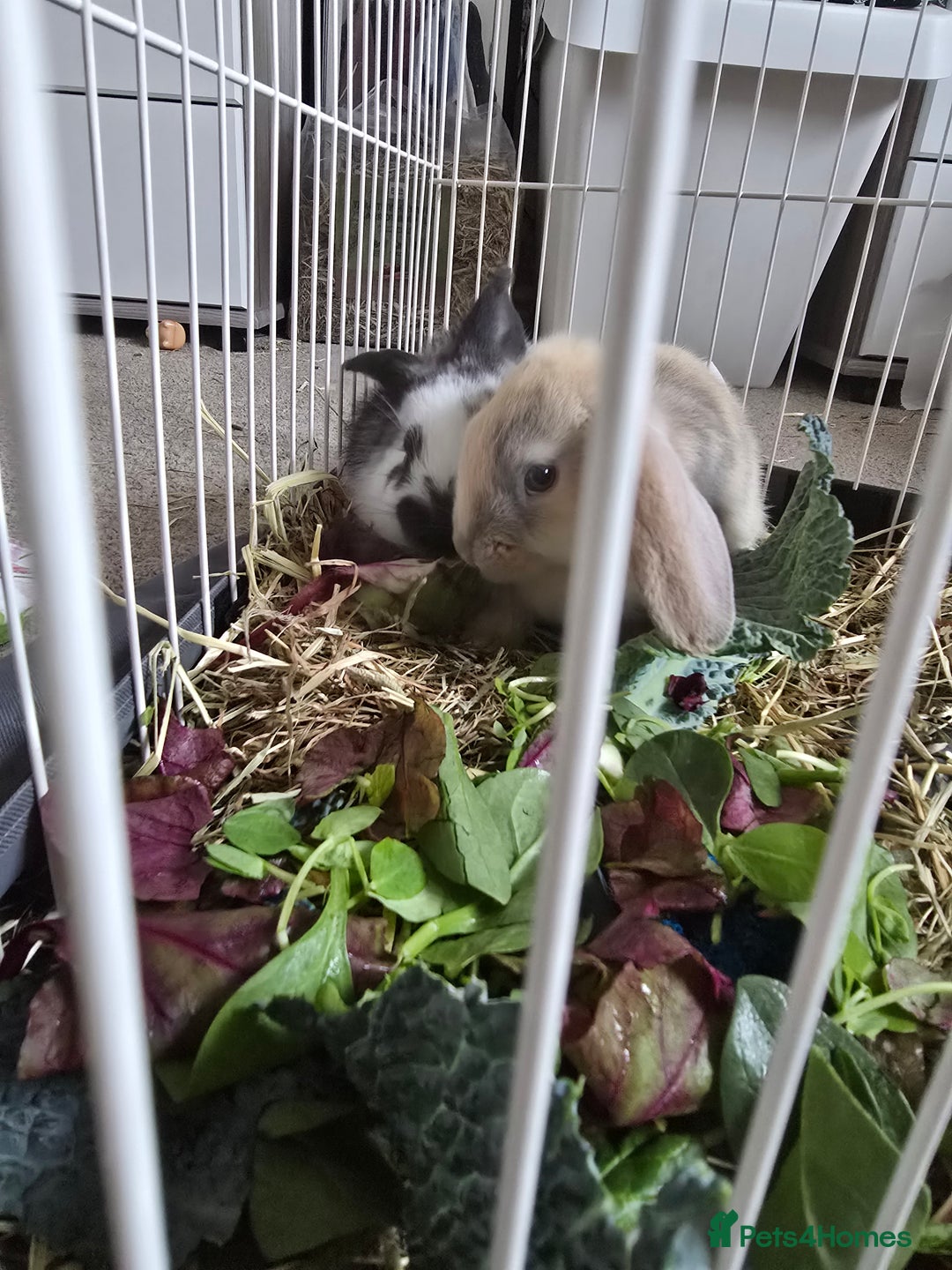 Mixed Breed rabbits for sale: 2 x Lop eared bunnies - Image 6