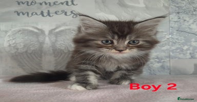 Ragcoon cats - Advert 1
