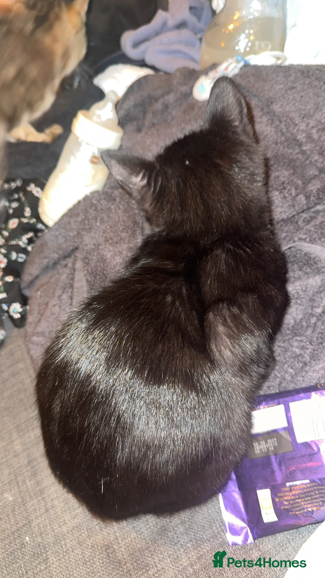 Mixed Breed cats for sale: 15 weeks rehoming  in Hull - Advert 2