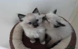 Ragdoll cats for sale: Fluffy and floppy Ragdoll kittens - Image 2