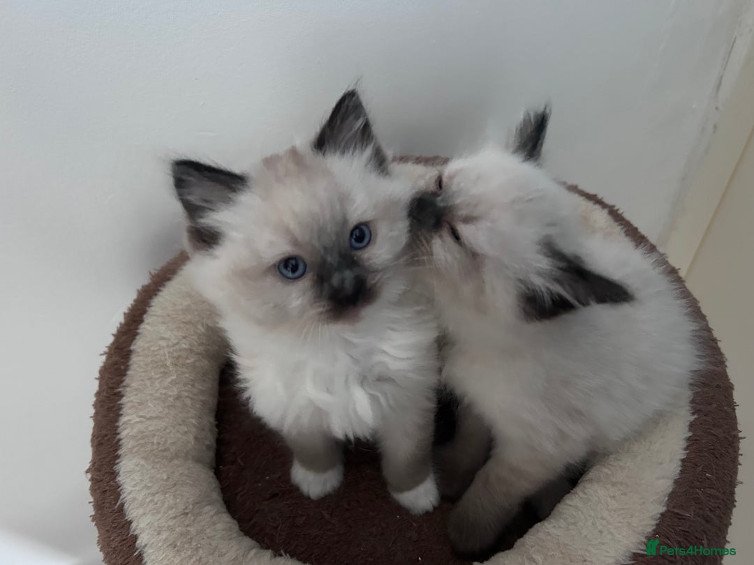 Ragdoll cats for sale: Fluffy and floppy Ragdoll kittens - Image 2