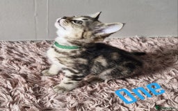Mixed Breed cats for sale: 6 Beautiful Kittens British Shorthair Calico Cross - Image 6