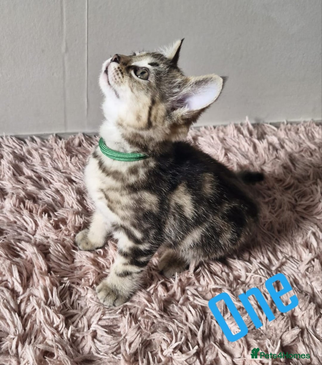 Mixed Breed cats for sale: 6 Beautiful Kittens British Shorthair Calico Cross - Image 6