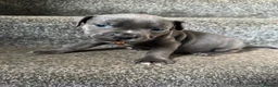 Mixed Breed dogs for sale: Staffie cross cane corso pups  in Preston - Advert 6