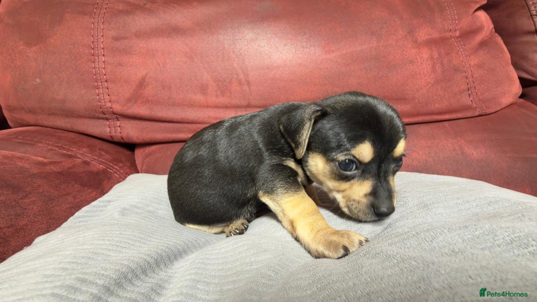 Chihuahua dogs for sale: Chihuahua Boys  - Image 19