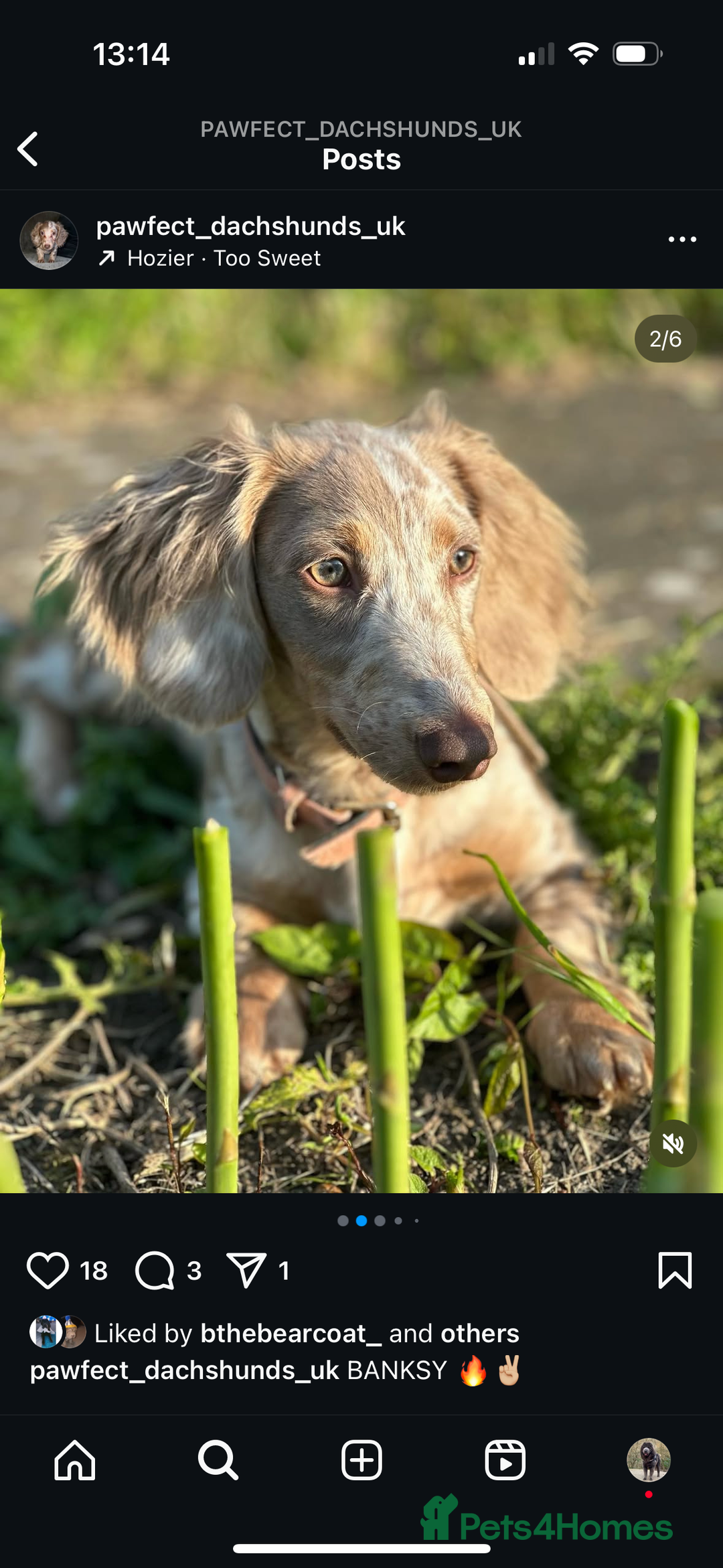 Miniature Dachshund dogs for sale: Isabella & tan long haired dapple - Image 12