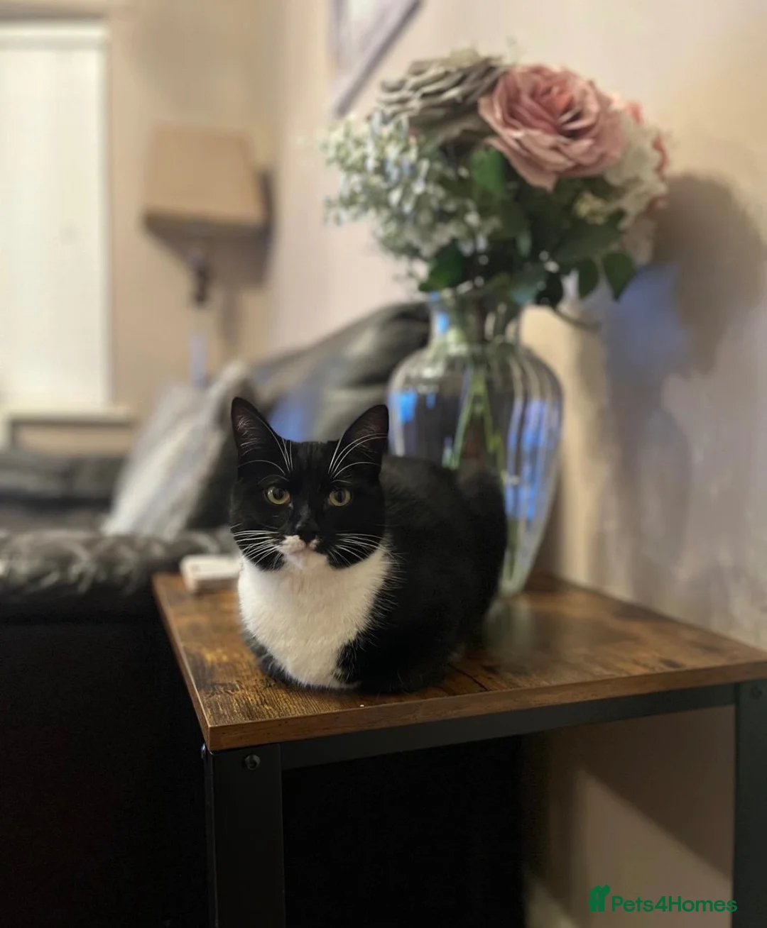 Domestic Shorthair cats for sale: Beautiful Nula looking for her forever home in Rotherham - Advert 2