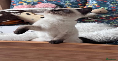 British Shorthair cats - Advert 15