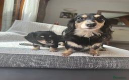 Mixed Breed dogs for sale: Miniature longhair dachshund  - Image 9