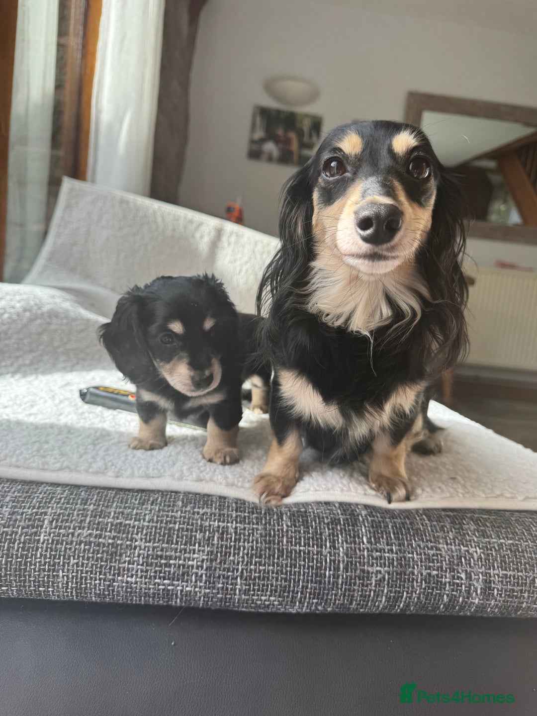 Mixed Breed dogs for sale: Miniature longhair dachshund  - Image 9