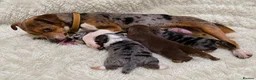 Jack Russell dogs for sale: Exceptional Jack Russell Puppies available to view - Advert 1
