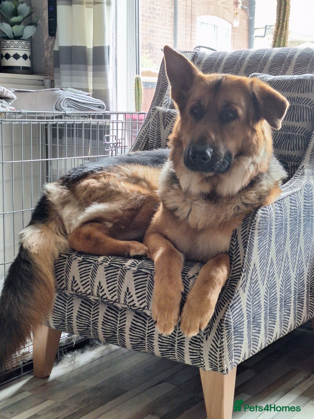 German Shepherd dogs for sale: 2 yr old male German shepherd  - Image 9