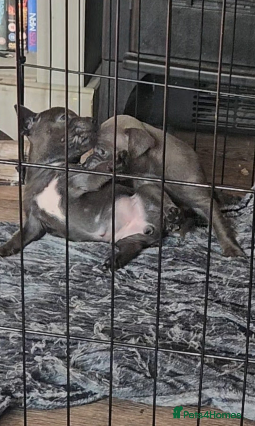 American Bull Staffy dogs for sale: ** STAFFORDSHIRE BULL TERRIER PUPPIES** - Image 3