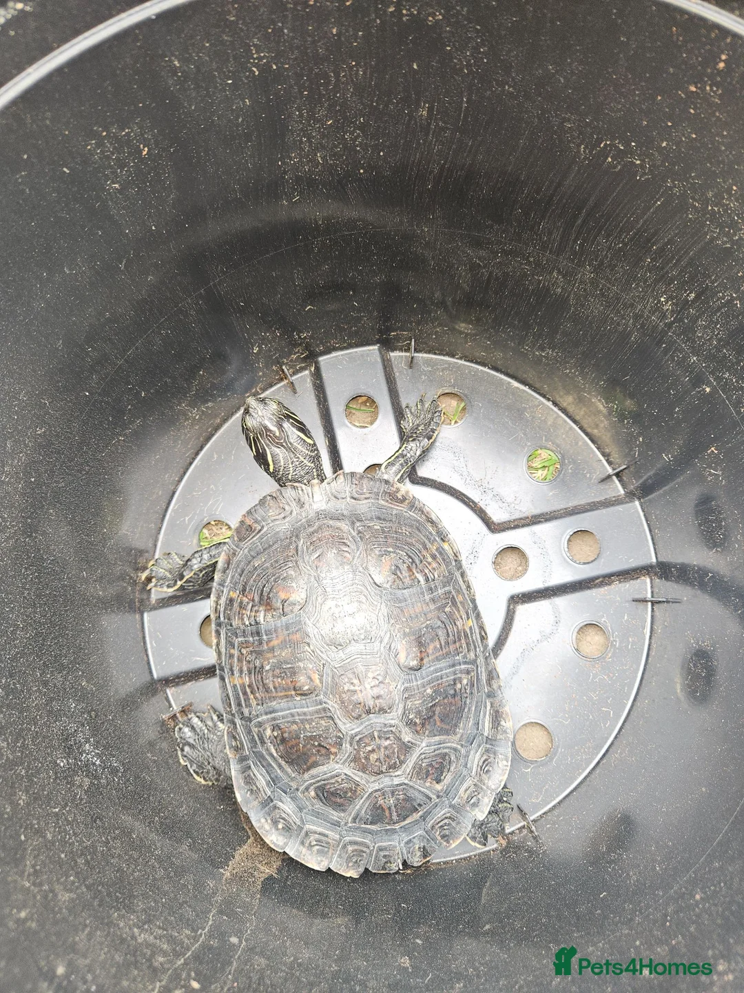 Turtle reptiles for sale: 2 Turtles Land and Water  in Shipley - Advert 2
