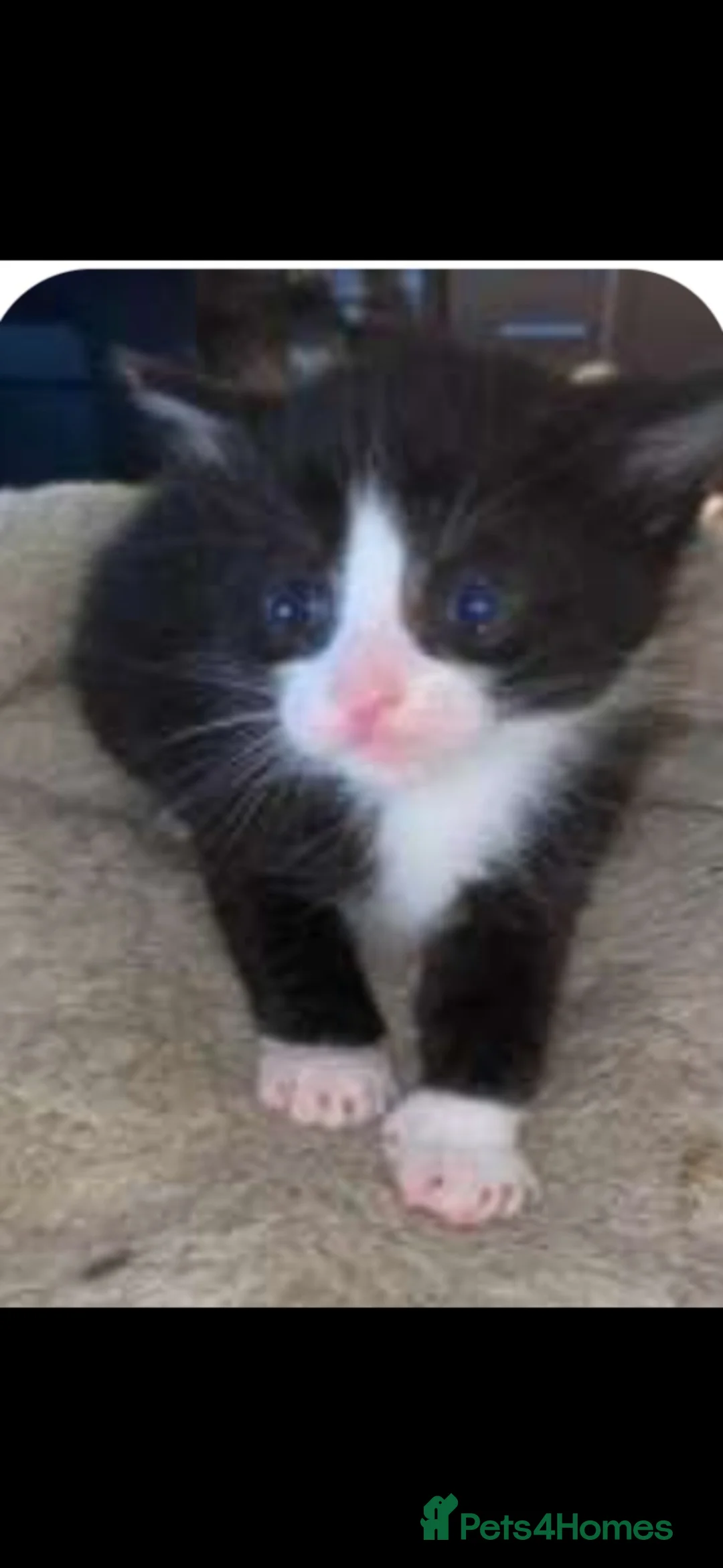 Mixed Breed cats for sale: Lovely fluffly black and white kittens  - Advert 1