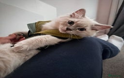 Ragdoll cats for sale: Ragdoll kitten READY TO GO - Image 3