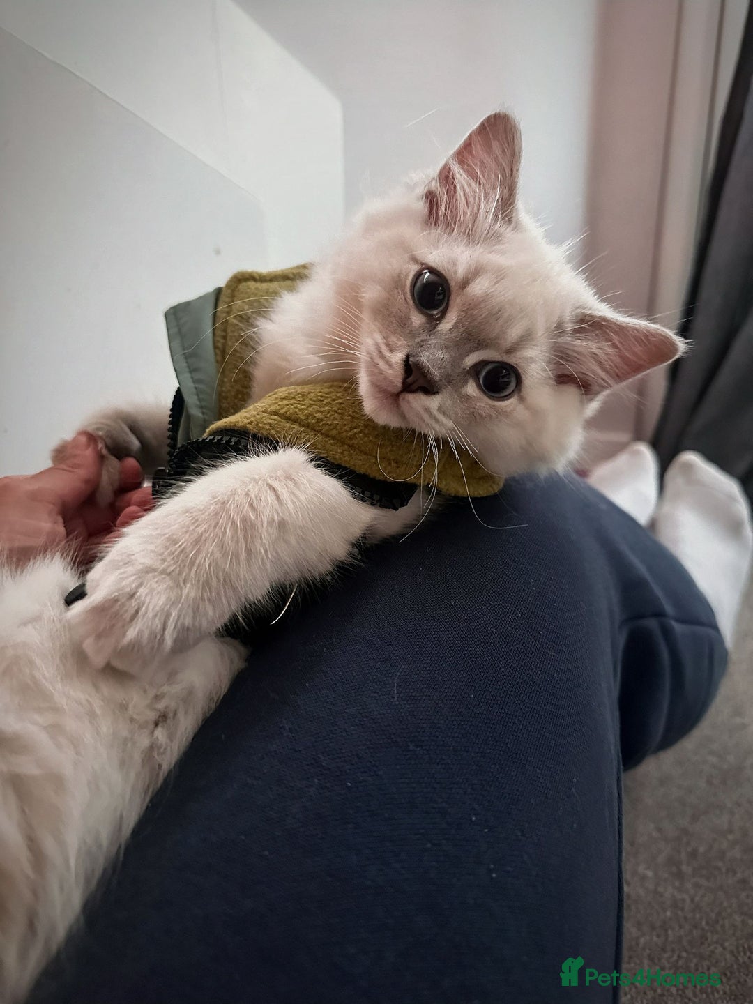 Ragdoll cats for sale: Ragdoll kitten READY TO GO - Image 3