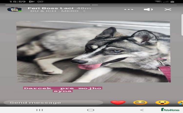 Siberian Husky dogs - Advert 2