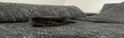 Mixed Breed cats for sale: Kittens for sale  in Chatham - Advert 3