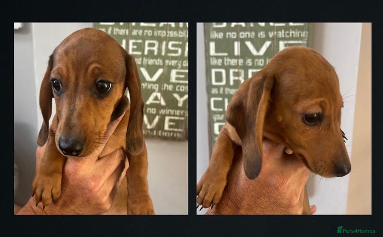 Miniature Dachshund dogs - Advert 3